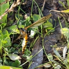 Leptotarsus (Leptotarsus) sp.(genus) (A Crane Fly) at O'Malley, ACT - 10 Apr 2023 by Mike