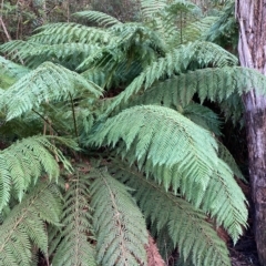 Dicksonia antarctica (Soft Treefern) at Cotter River, ACT - 9 Apr 2023 by NickiTaws