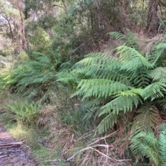 Dicksonia antarctica (Soft Treefern) at Cotter River, ACT - 9 Apr 2023 by NickiTaws