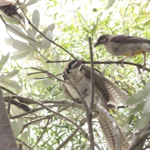 Eudynamys orientalis at Sutton, NSW - 23 Jan 2023