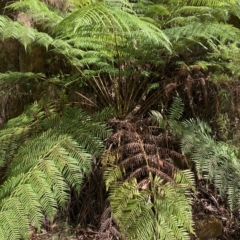 Cyathea australis subsp. australis (Rough Tree Fern) at Cotter River, ACT - 9 Apr 2023 by NickiTaws