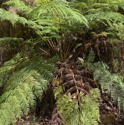 Cyathea australis subsp. australis (Rough Tree Fern) at Namadgi National Park - 9 Apr 2023 by NickiTaws