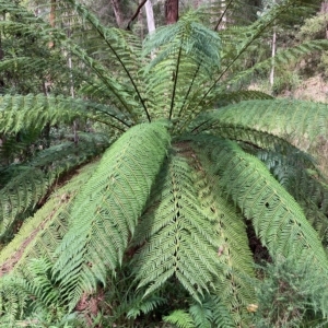 Dicksonia antarctica at Cotter River, ACT - 9 Apr 2023