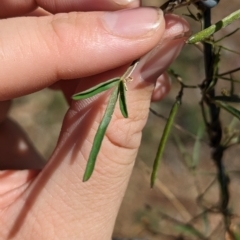 Glycine clandestina (Twining Glycine) at Mumbil, NSW - 7 Apr 2023 by Darcy