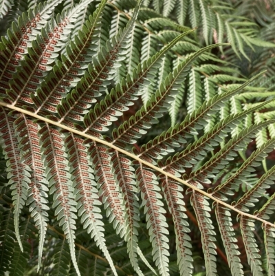 Cyathea australis subsp. australis (Rough Tree Fern) at Namadgi National Park - 9 Apr 2023 by NickiTaws