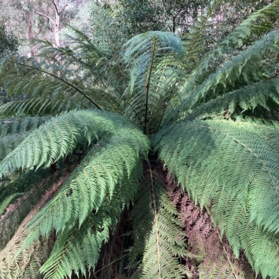 Dicksonia antarctica (Soft Treefern) at Namadgi National Park - 9 Apr 2023 by NickiTaws