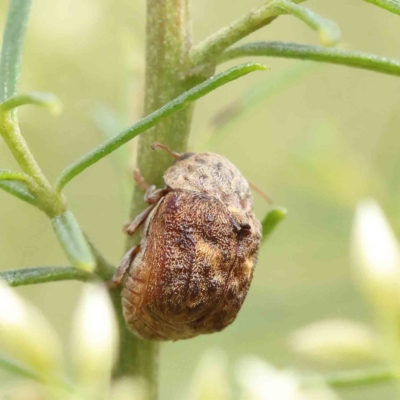 Cadmus (Lachnabothra) subgenus (A case-bearing leaf beetle) at O'Connor, ACT - 13 Feb 2023 by ConBoekel