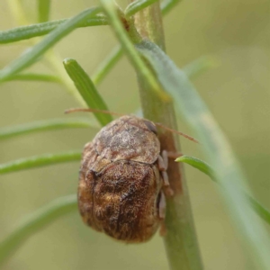 Cadmus (Lachnabothra) subgenus at O'Connor, ACT - 13 Feb 2023