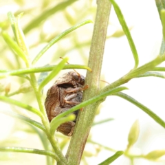 Cadmus (Lachnabothra) subgenus at O'Connor, ACT - 13 Feb 2023