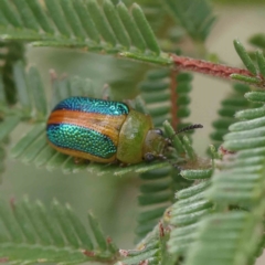 Calomela parilis (Leaf beetle) at O'Connor, ACT - 13 Feb 2023 by ConBoekel