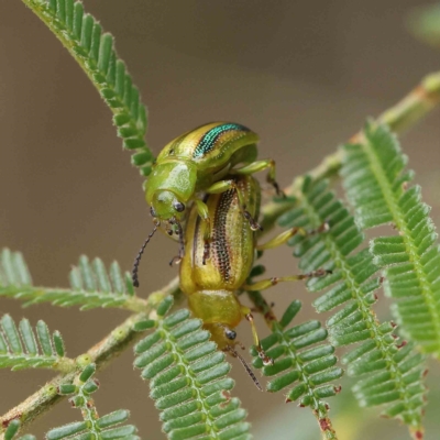 Calomela juncta (Leaf beetle) at O'Connor, ACT - 13 Feb 2023 by ConBoekel