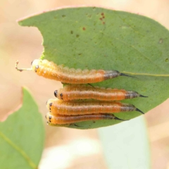 Lophyrotoma interrupta (Cattle Poisoning Sawfly) at O'Connor, ACT - 13 Feb 2023 by ConBoekel