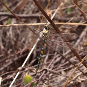 Hemicordulia tau at O'Connor, ACT - 13 Feb 2023 02:35 PM