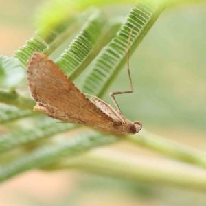 Endotricha pyrosalis at O'Connor, ACT - 13 Feb 2023 02:18 PM