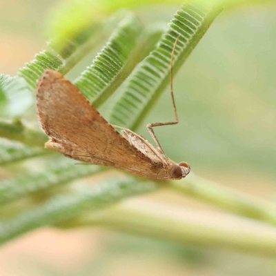 Endotricha pyrosalis (A Pyralid moth) at O'Connor, ACT - 13 Feb 2023 by ConBoekel