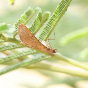 Endotricha pyrosalis at O'Connor, ACT - 13 Feb 2023