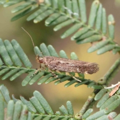 Macrobathra nephelomorpha (A curved-horn moth) at O'Connor, ACT - 13 Feb 2023 by ConBoekel