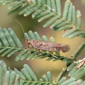 Macrobathra nephelomorpha at O'Connor, ACT - 13 Feb 2023 02:45 PM