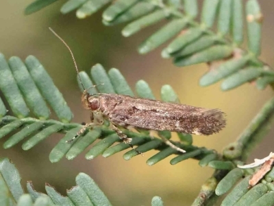 Macrobathra nephelomorpha (A curved-horn moth) at O'Connor, ACT - 13 Feb 2023 by ConBoekel