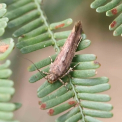 Macrobathra nephelomorpha at O'Connor, ACT - 13 Feb 2023 02:45 PM