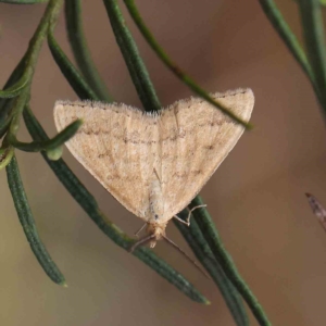 Scopula rubraria at O'Connor, ACT - 13 Feb 2023 02:57 PM