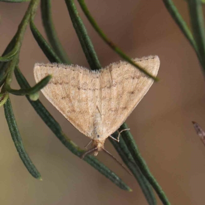 Scopula rubraria (Reddish Wave, Plantain Moth) at O'Connor, ACT - 13 Feb 2023 by ConBoekel