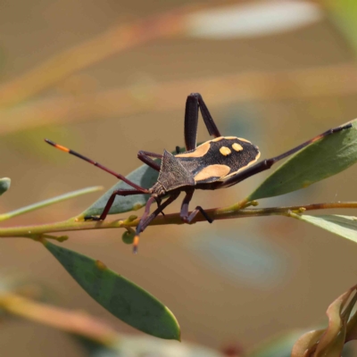 Mictis profana (Crusader Bug) at O'Connor, ACT - 13 Feb 2023 by ConBoekel