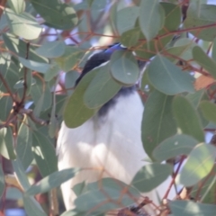 Entomyzon cyanotis (Blue-faced Honeyeater) at Red Hill, ACT - 10 Apr 2023 by rawshorty