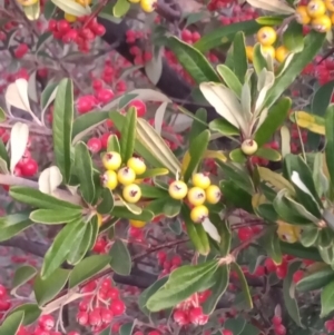 Pyracantha angustifolia at Kambah, ACT - 10 Apr 2023