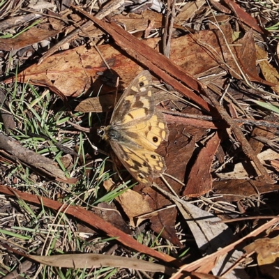 Heteronympha penelope (Shouldered Brown) at Mount Clear, ACT - 9 Apr 2023 by JimL