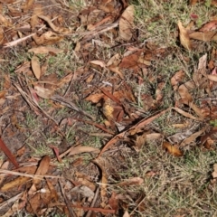 Heteronympha penelope at Mount Clear, ACT - 9 Apr 2023