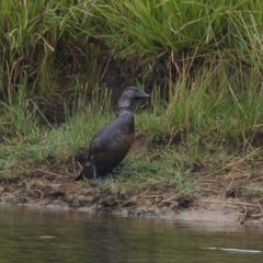 Biziura lobata (Musk Duck) at Michelago, NSW - 27 Jan 2021 by Illilanga
