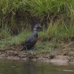 Biziura lobata (Musk Duck) at Illilanga & Baroona - 27 Jan 2021 by Illilanga