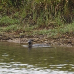 Biziura lobata at Michelago, NSW - 27 Jan 2021