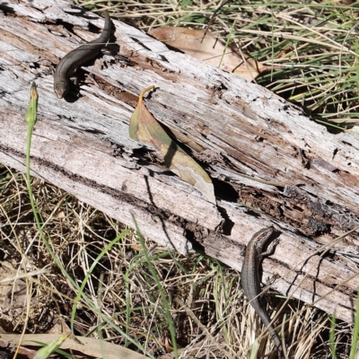 Pseudemoia entrecasteauxii (Woodland Tussock-skink) at Namadgi National Park - 9 Apr 2023 by JimL