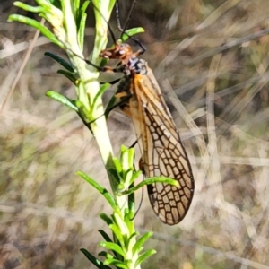 Chorista australis at Gundaroo, NSW - 10 Apr 2023