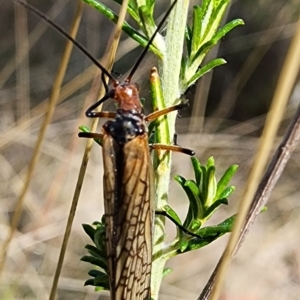 Chorista australis at Gundaroo, NSW - 10 Apr 2023