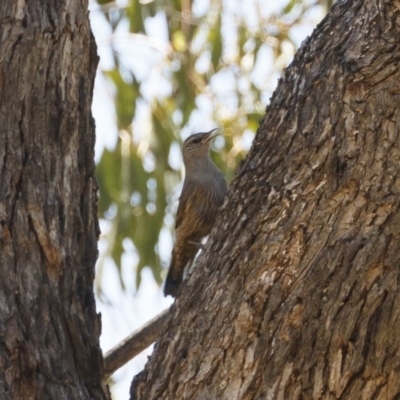 Climacteris picumnus victoriae (Brown Treecreeper) at Strike-a-Light TSR - 23 Jan 2021 by Illilanga