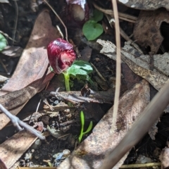 Corysanthes hispida (Bristly Helmet Orchid) at Paddys River, ACT - 10 Apr 2023 by Rebeccajgee