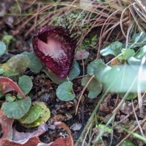 Corysanthes hispida at Paddys River, ACT - suppressed