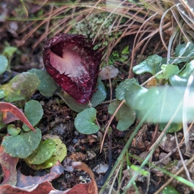 Corysanthes hispida (Bristly Helmet Orchid) at Paddys River, ACT - 10 Apr 2023 by Rebeccajgee