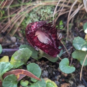 Corysanthes hispida at Paddys River, ACT - suppressed