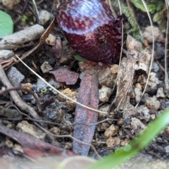 Corysanthes hispida at Paddys River, ACT - suppressed