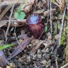 Corysanthes hispida at Paddys River, ACT - suppressed