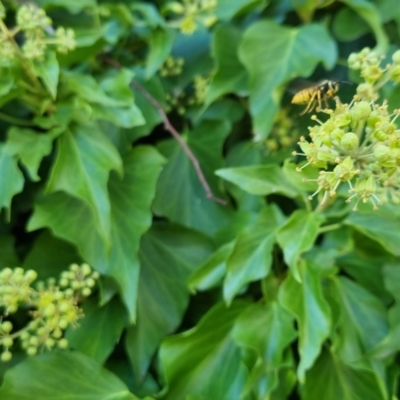 Vespula germanica (German Yellowjacket Wasp (also known as European Wasp)) at Bungendore, NSW - 10 Apr 2023 by clarehoneydove