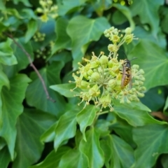 Vespula germanica at Bungendore, NSW - 10 Apr 2023