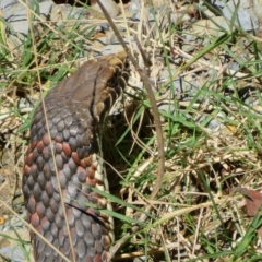 Austrelaps ramsayi (Highlands Copperhead) at Rossi, NSW - 10 Apr 2023 by Christine