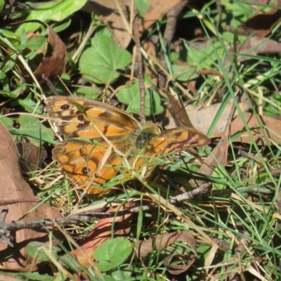 Heteronympha penelope (Shouldered Brown) at Harolds Cross, NSW - 10 Apr 2023 by Christine