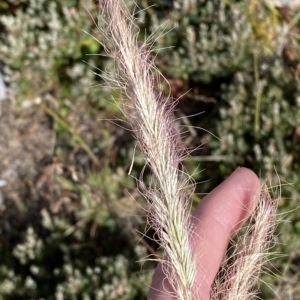 Dichelachne micrantha at Cotter River, ACT - 11 Mar 2023