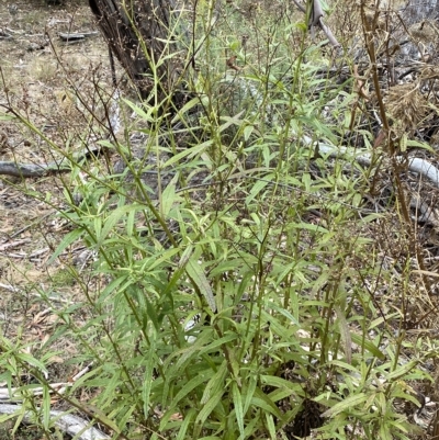 Olearia lirata (Snowy Daisybush) at Kybeyan State Conservation Area - 9 Apr 2023 by SteveBorkowskis